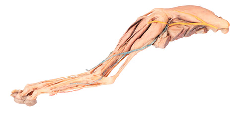 Membrul posterior de câine - mușchi, tendoane, ligamente, vase și nervi distal de articulația genunchiului