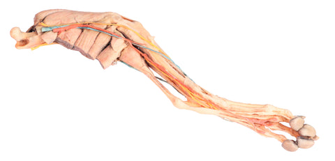 Membrul posterior de câine - mușchi, tendoane, ligamente, vase și nervi distal de articulația genunchiului