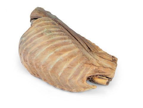 Cavitatea toracică canină, partea stângă