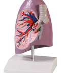Jumătate plămân, mărime naturală - Anatomie augmentată EZ