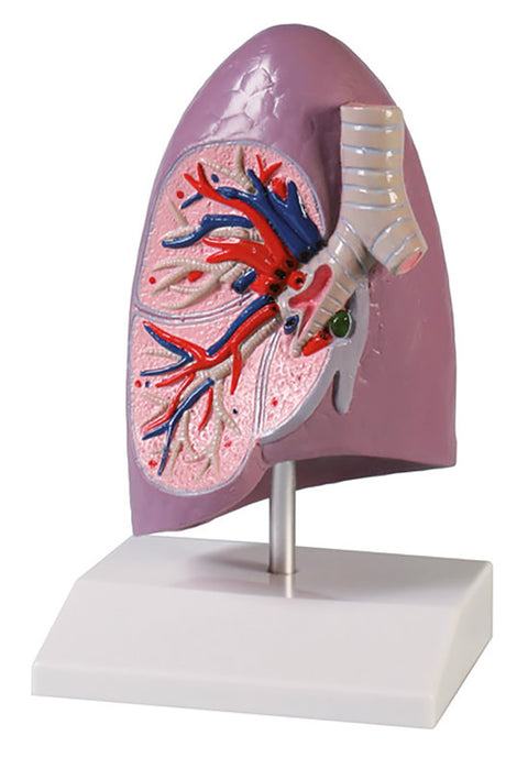 Jumătate plămân, mărime naturală - Anatomie augmentată EZ