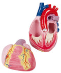Model inimă gigant, 3 ori mărime naturală, 2 piese - Anatomie augmentată EZ