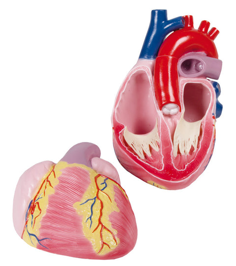 Model inimă gigant, 3 ori mărime naturală, 2 piese - Anatomie augmentată EZ