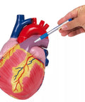 Model inimă gigant, 3 ori mărime naturală, 2 piese - Anatomie augmentată EZ