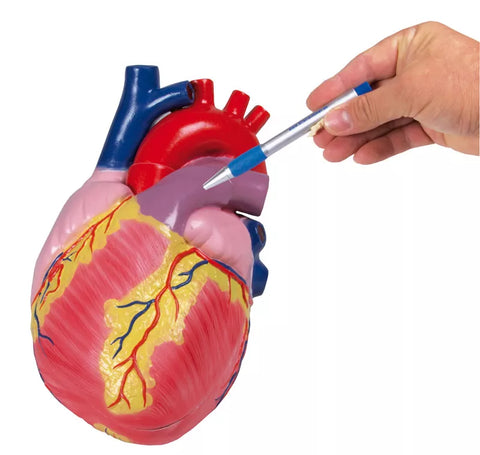 Model inimă gigant, 3 ori mărime naturală, 2 piese - Anatomie augmentată EZ
