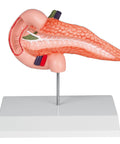 Pancreas și duoden