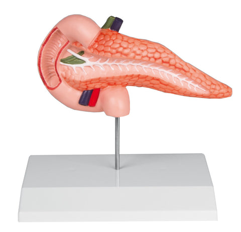 Pancreas și duoden