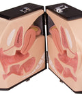 Organele genitale feminine