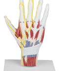 Model structură anatomică a mâinii