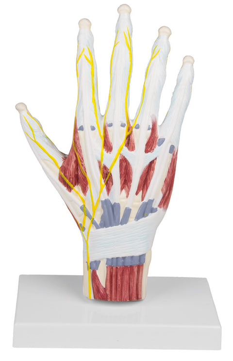 Model structură anatomică a mâinii