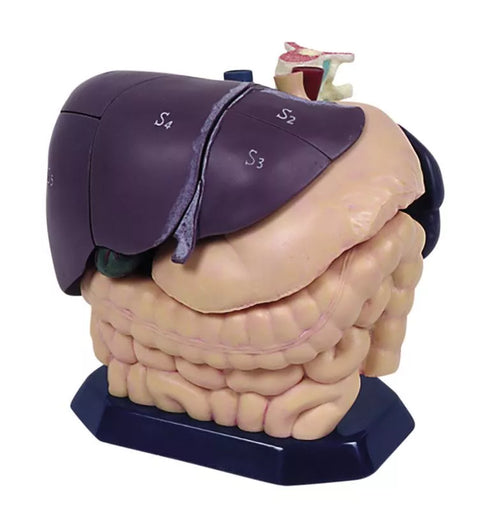 Model anatomic pentru educație ecografie