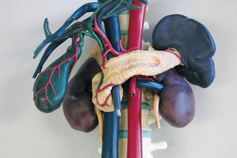 Model anatomic pentru educație în ecografie