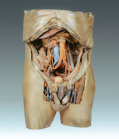 Seria anatomica 3D