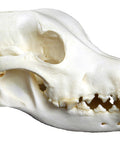 Craniu de câine, mărime mare (Canis familiaris, replică)