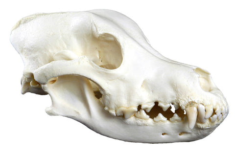 Craniu de câine, mărime mare (Canis familiaris, replică)