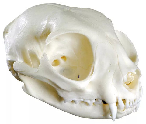 Craniu de Pisică (Felis catus, replică)